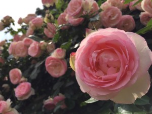 霊山寺バラ　ピンク