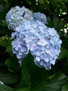 スタジオアジサイ